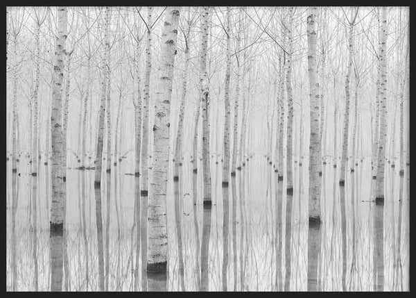 cuadro para lámina decoratifa de fotografía en blanco y negro de bosque y agua, naturaleza - kuadro