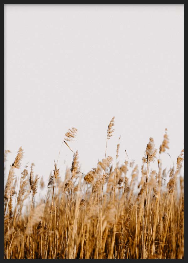 cuadro para lámina decorativa de fotografía de un campo de trigo. Marco negro