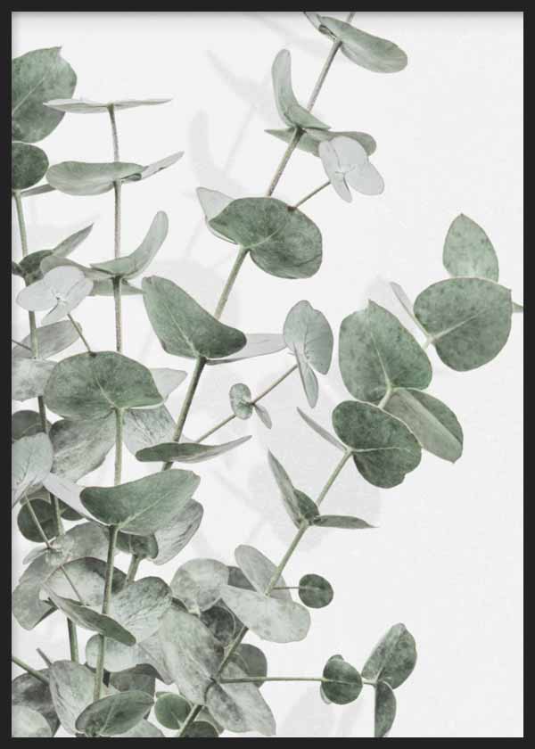 cuadro para lámina decorativa de foto de eucalipto, estilo decorativo nórdico - kuadro