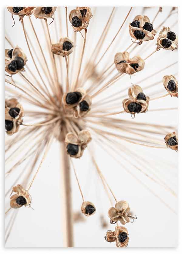 lámina decorativa fotográfica de flor seca, estilo nórdico - kuadro