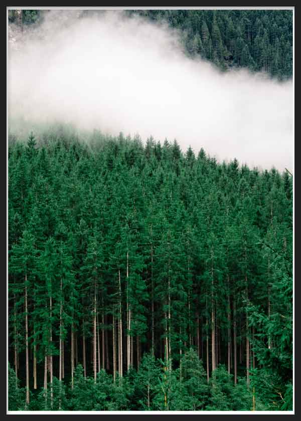 lámina decorativa cuadro de fotografía de bosque verde con niebla bajando por la colina. Lámina decorativa.