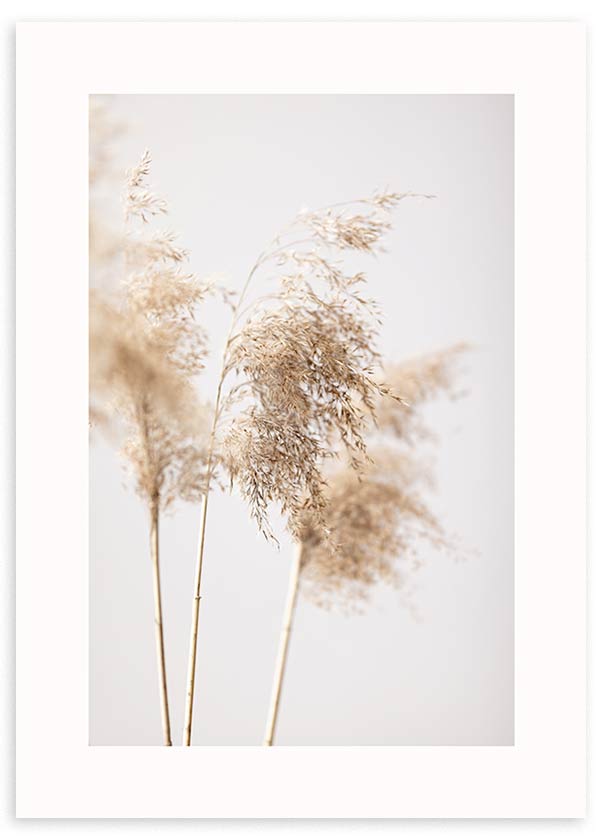 lámina decorativa de fotografía de pampas secas con tonos beiges y nórdico - kuadro