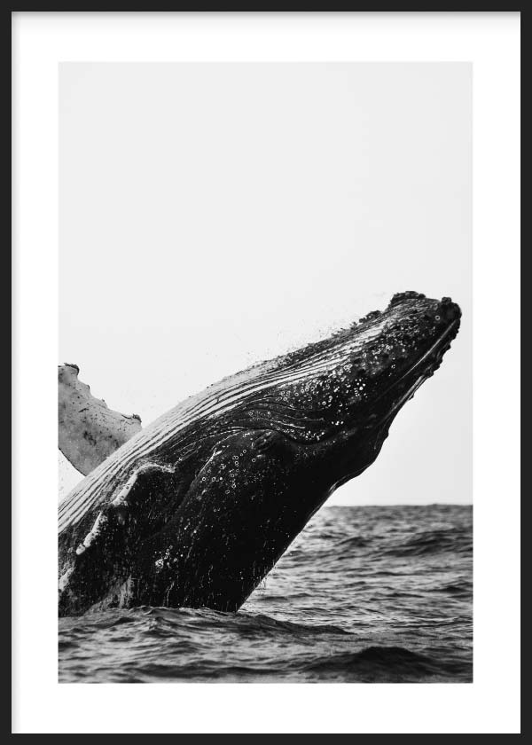 lámina decorativa cuadro fotografía de ballena en blanco y negro. Lámina decorativa de foto de ballena.
