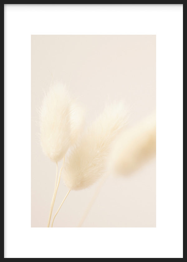 cuadro para lámina decorativa de flor cola de conejo en tonos pastel. Marco negro