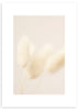 lámina decorativa de flor cola de conejo en tonos pastel