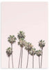 Cuadro fotográfico de palmeras y cielo rosado. Una obra muy veraniega y fresca.