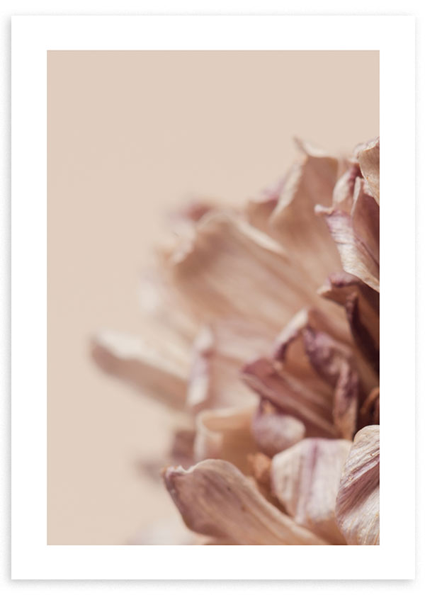 lámina decorativa de flor crisantemo nude en tonos rojizos, estilo decorativo nórdico