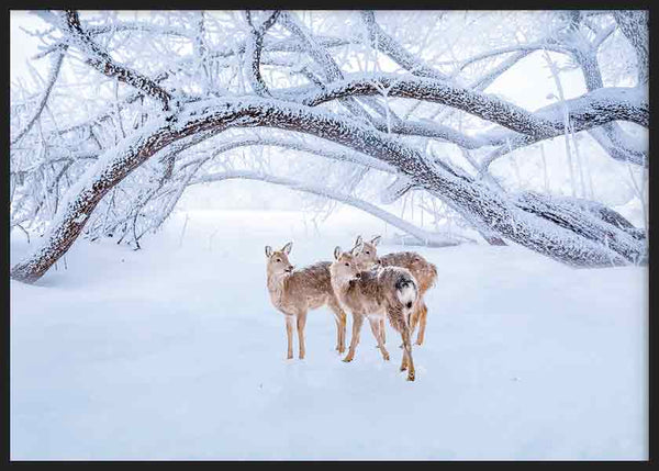 Cuadro horizontal y fotográfico de ciervos caminando sobre bosque nevado