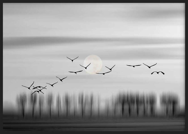 Cuadro en horizontal fotográfico de pájaros volando con luna llena, blanco y negro