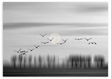 Cuadro en horizontal fotográfico de pájaros volando con luna llena, blanco y negro