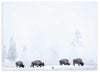 Cuadro horizontal y fotográfico de bisontes caminando sobre bosque nevado