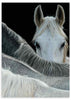 Cuadro fotográfico en blanco y negro de un caballo.