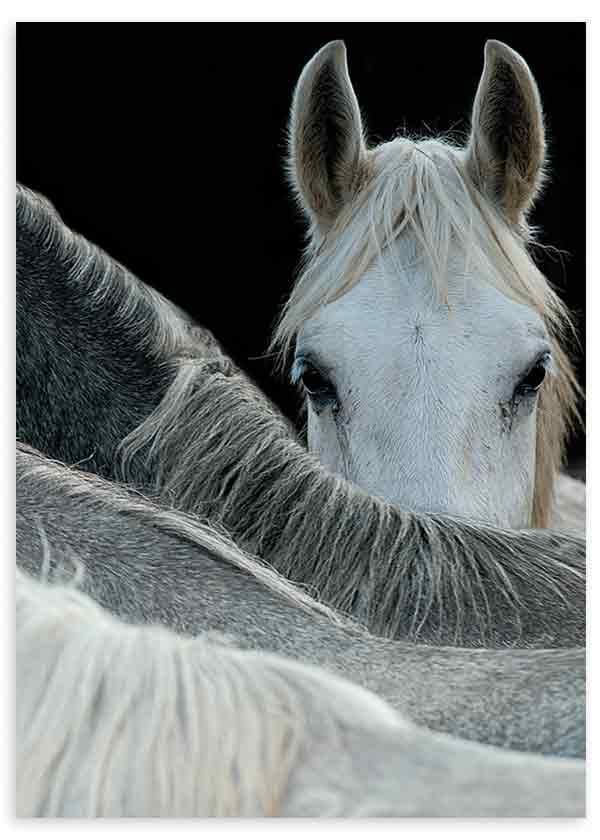 Cuadro fotográfico en blanco y negro de un caballo.