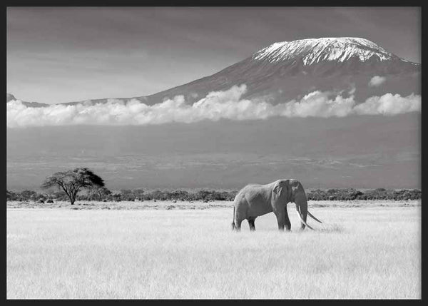 Cuadro en horizontal fotográfico de elefante dentro de la sabana en blanco y negro