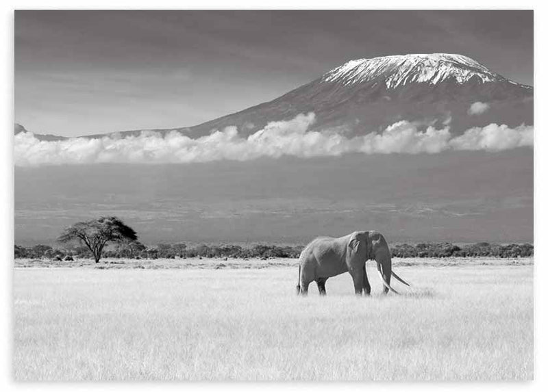 Cuadro en horizontal fotográfico de elefante dentro de la sabana en blanco y negro