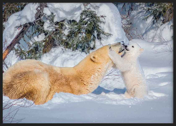Cuadro horizontal y fotográfico de dos osos polares, madre e hijo, sobre bosque nevado