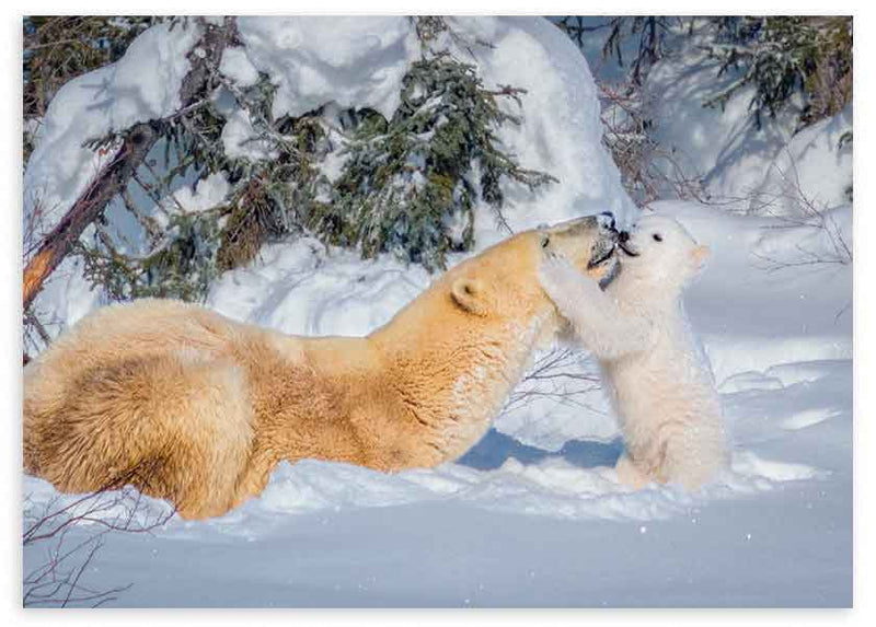 Cuadro horizontal y fotográfico de dos osos polares, madre e hijo, sobre bosque nevado