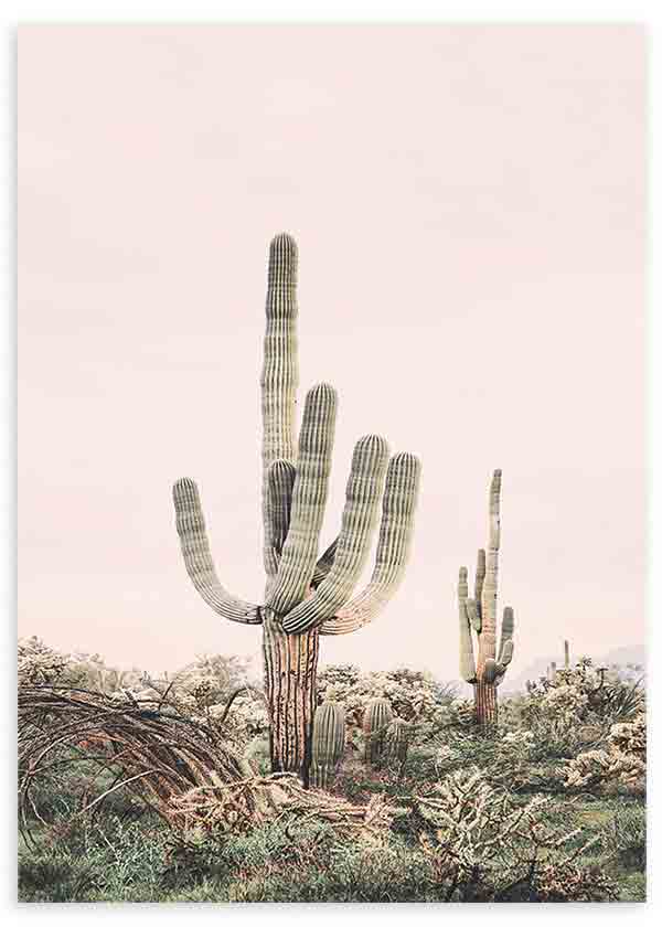 Cuadro fotográfico, cactus, Posters, Prints, & Visual Artwork, Pink Saguaro