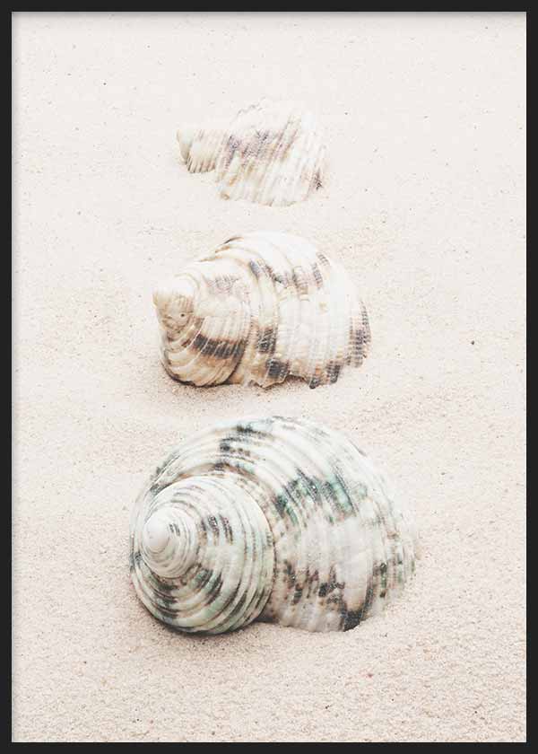 Cuadro fotográfico de caracolas en la playa. Una obra muy veraniega.