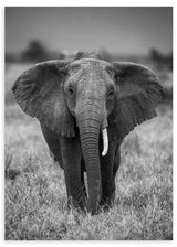 Cuadro fotográfico de elefante en blanco y negro