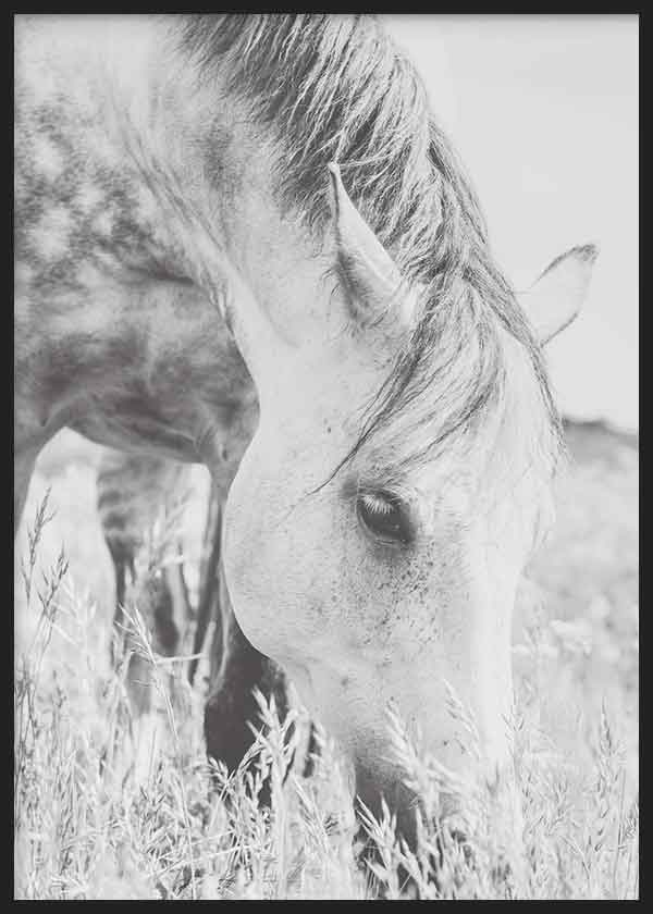 Cuadro fotográfico de caballo en blanco y negro.