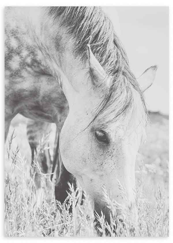 Cuadro fotográfico de caballo en blanco y negro.