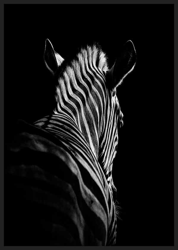 Cuadro fotográfico en blanco y negro de una zebra. Una obra muy elegante con un carácter muy marcado gracias a sus tonalidades negras