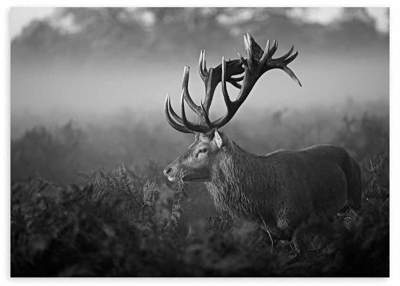 Cuadro en horizontal fotográfico de reno dentro del bosque en blanco y negro