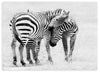Cuadro en horizontal fotográfico de cebras en blanco y negro