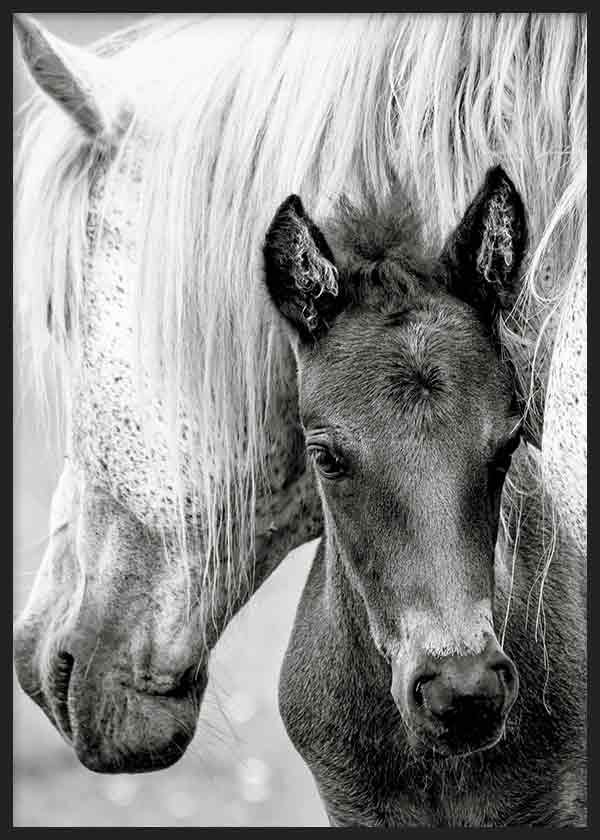 Cuadro fotográfico de caballo y su potro en blanco y negro
