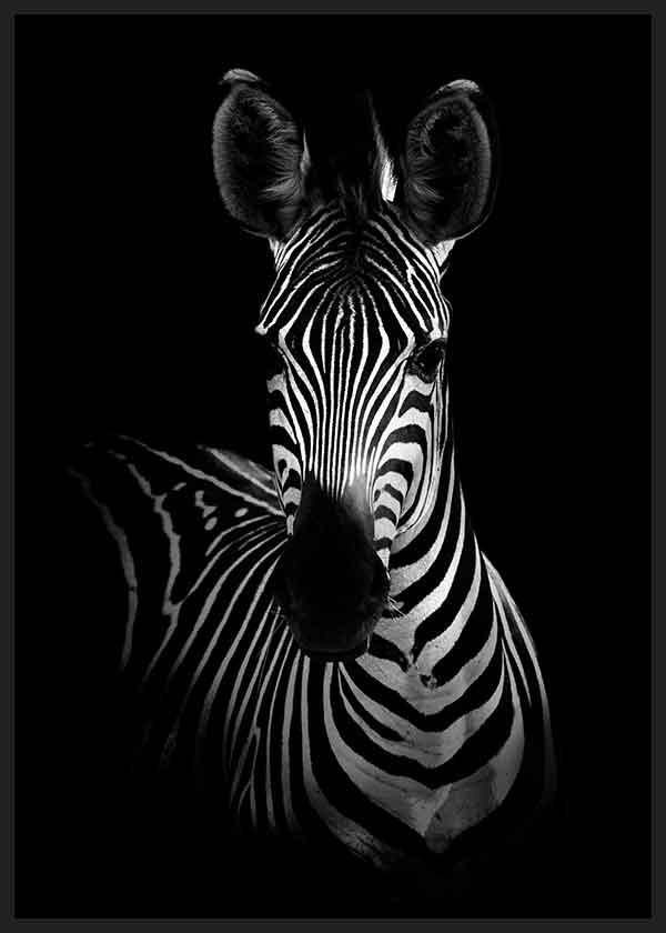 Cuadro fotográfico en blanco y negro de una zebra. Una obra muy elegante con un carácter muy marcado gracias a sus tonalidades negras.