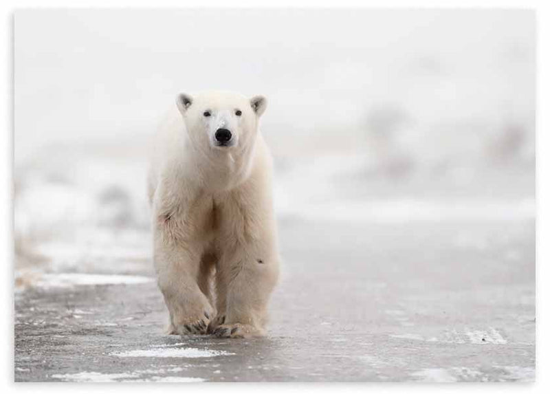Cuadro horizontal y fotográfico de oso polar caminando sobre hielo