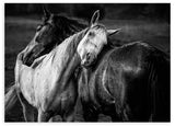 Cuadro en horizontal fotográfico de caballos en blanco y negro