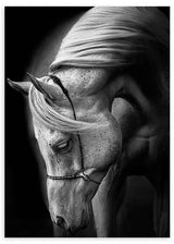 Cuadro fotográfico en blanco y negro de un caballo