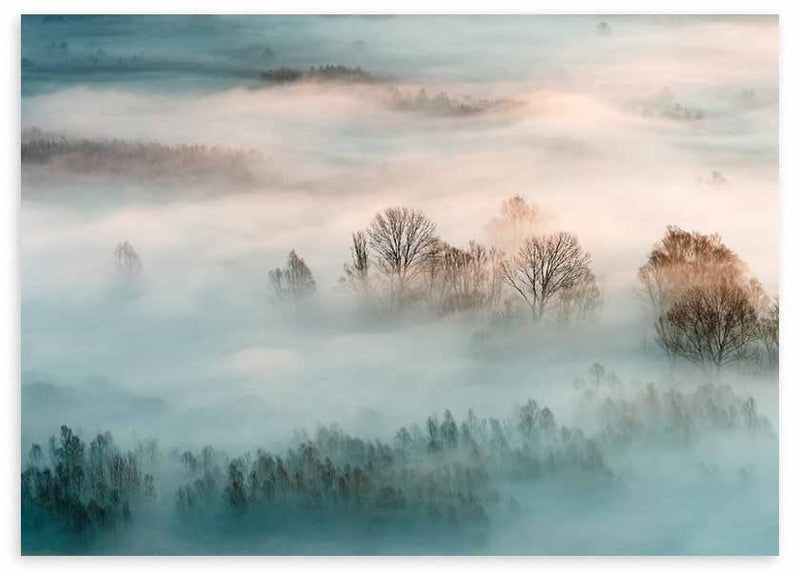 Cuadro horizontal y fotográfico de bosque y niebla