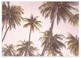 lámina decorativa horizontal de fotografía de palmeras tropicales - kuadro