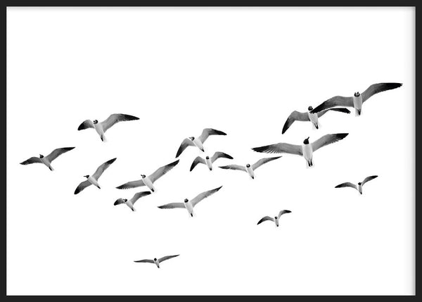 cuadro lámina decorativa fotográfica horizontal en blanco y negro de pájaros volando - kuadro