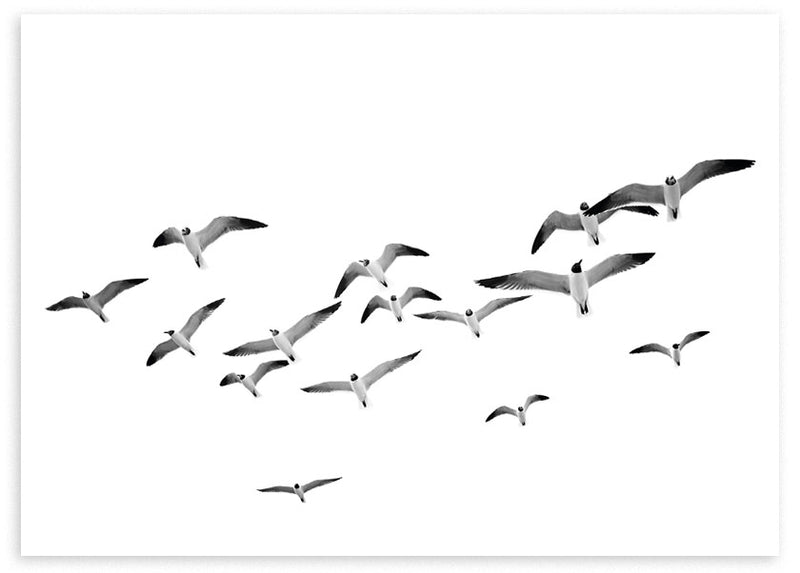lámina decorativa fotográfica horizontal en blanco y negro de pájaros volando - kuadro