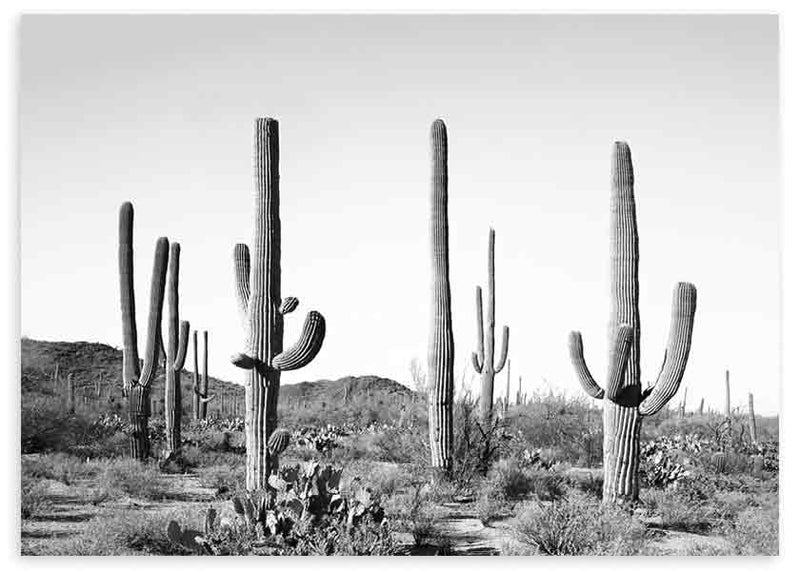 lámina decorativa de cactus en el desierto, fotografía horizontal en blanco y negro - kuadro