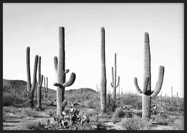 cuadro lámina decorativa de cactus en el desierto, fotografía horizontal en blanco y negro - kuadro