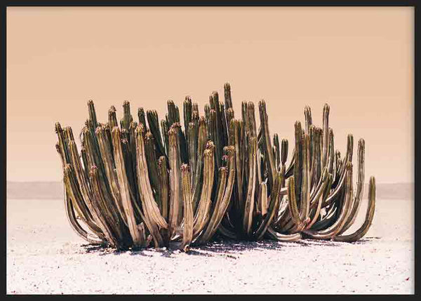 cuadro lámina decorativa horizontal y fotográfica de cactus en el desierto - kuadro