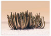 lámina decorativa horizontal y fotográfica de cactus en el desierto - kuadro