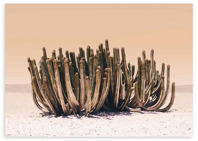 lámina decorativa horizontal y fotográfica de cactus en el desierto - kuadro