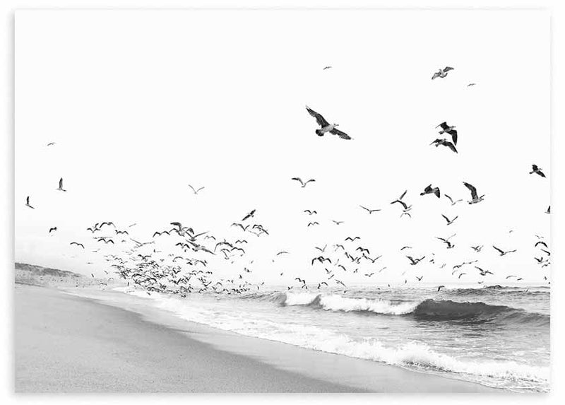 lámina decorativa fotográfica en blanco y negro con pájaros volando y playa - kuadro