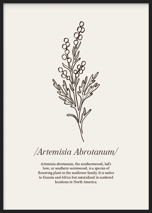 cuadro para lámina decorativa ilustración de flor artemisia con fondo beige. Marco negro