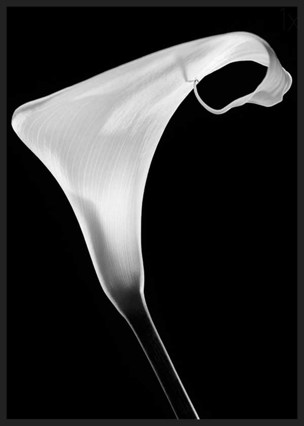 cuadro para lámina decorativa de foto de flor en blanco y negro - kuadro