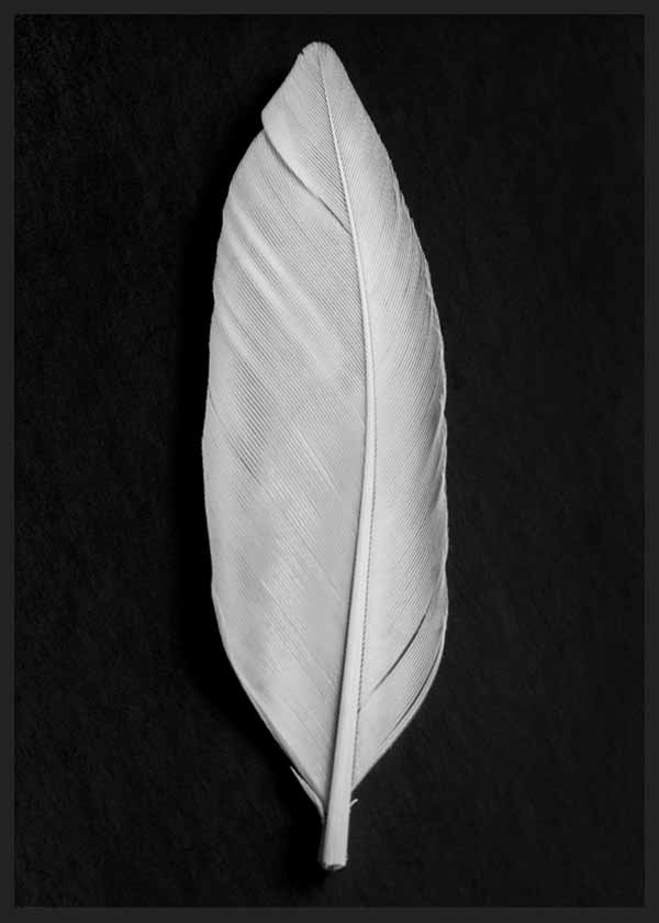 cuadro para lámina decorativa fotografía de hoja en blanco y negro - kuadro