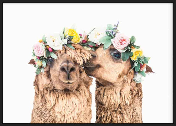 cuadro lámina decorativa horizontal de fotografía graciosa y alegre de alpacas, pareja - kuadro