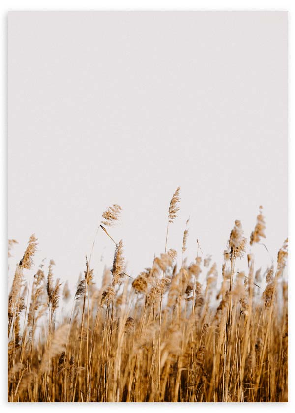 lámina decorativa de fotografía de un campo de trigo