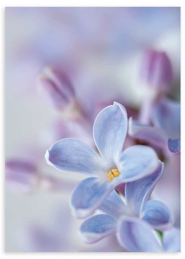 lámina decorativa de fotografía de flor lilas